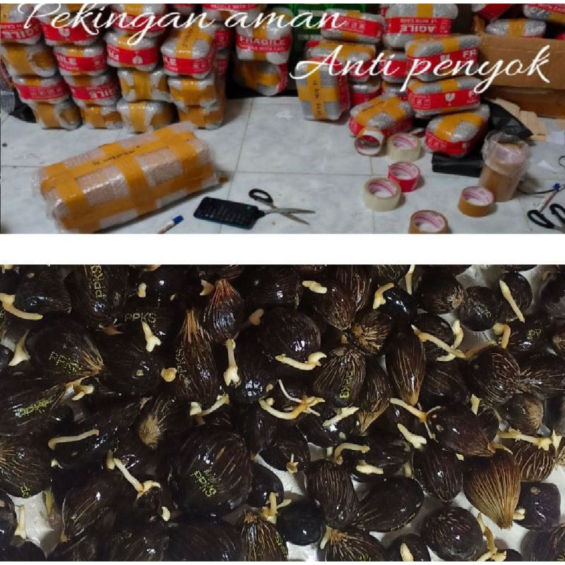 100 butir Benih Bibit Polong sawit PPKS Simalungun Original