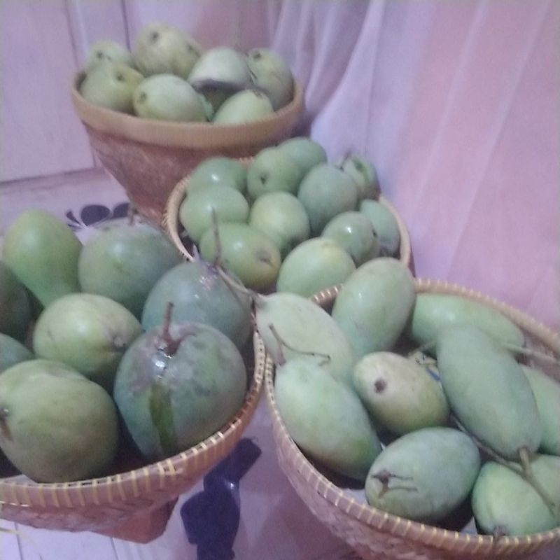 

mangga cengkir gedong gincu arum manis golek madu indramayu