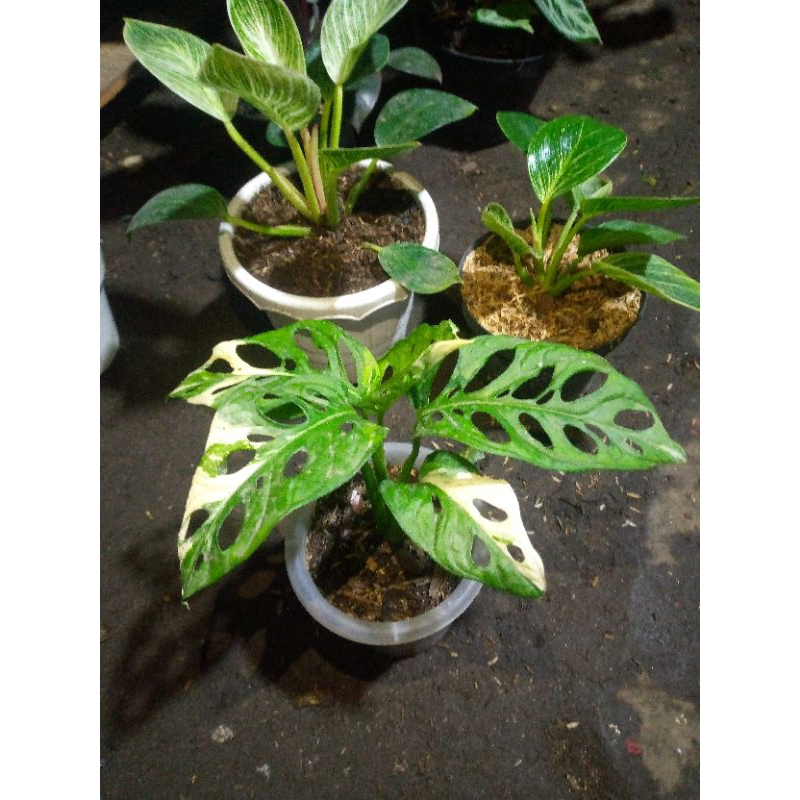 Janda Bolong Varigata Jepang