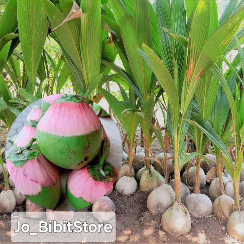 Bibit Kelapa Wulung Asli 100% | Termurah Bibit Kelapa Hijau Wulung Asli | Bibit Kelapa Hijau Berkhas