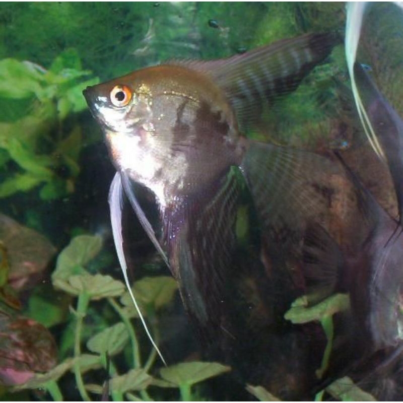 Manfish Smokey Pariaba 2.5 3 cm - AQUARIUM