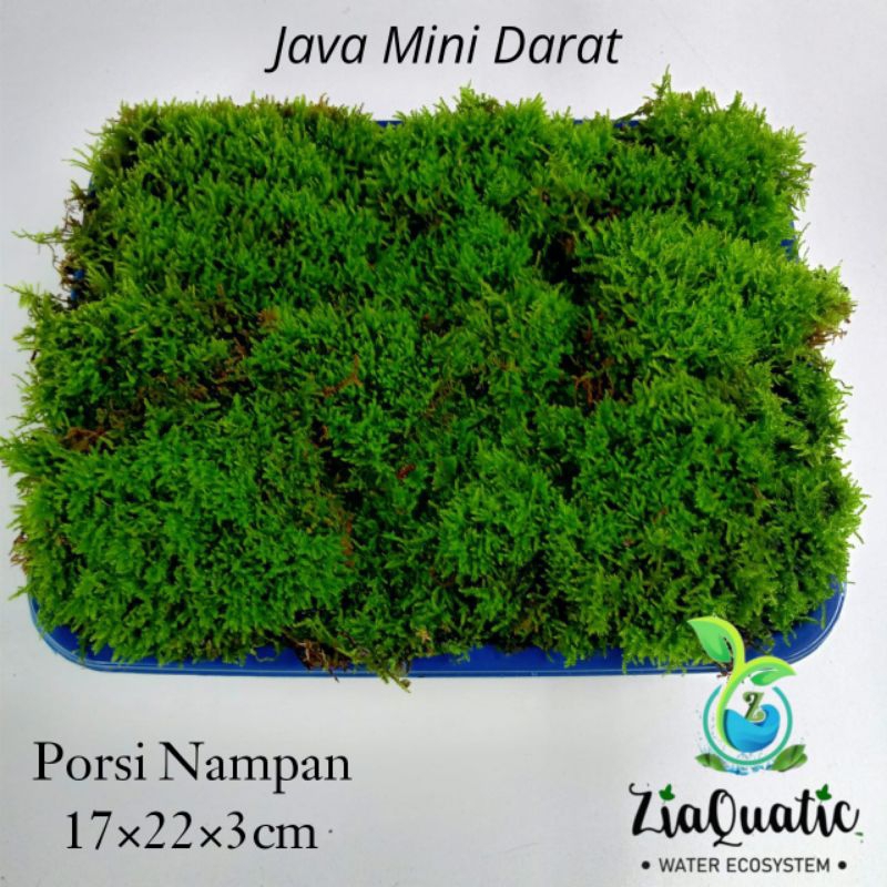 Java Mini Darat Porsi Nampan - Moss Paludarium Terrarium Vivarium