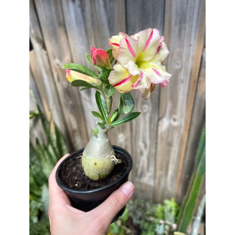 Bunga Adenium Biji Benih  Kuning
