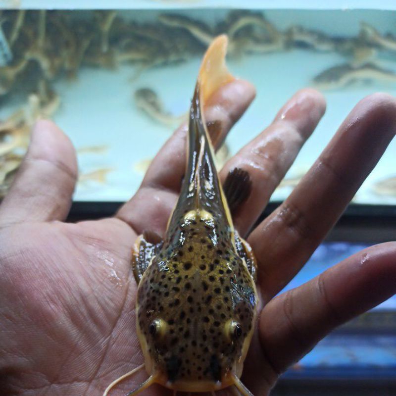 RTC ( Redtail CatFish) 14-15CM Real