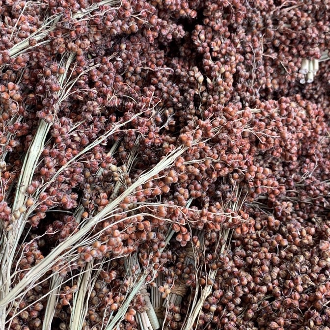 KI3 Red Sudangrass Sorgum 1gr  Sorgum Merah Tangkai  Sprays Hamster