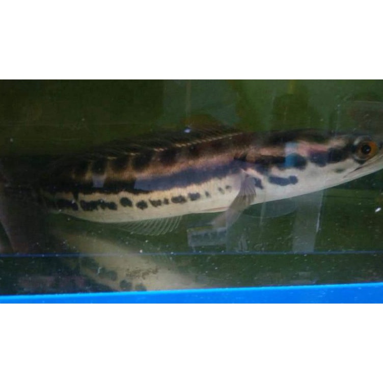 KODE Q72I ikan chana toman jumbo sz 223 cm gabus toman