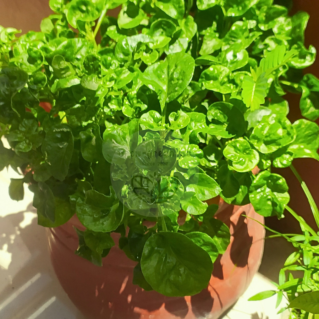 Bibit Bayam Brazil / Tanaman Sayur Bayam Brazil Sudah Berakar