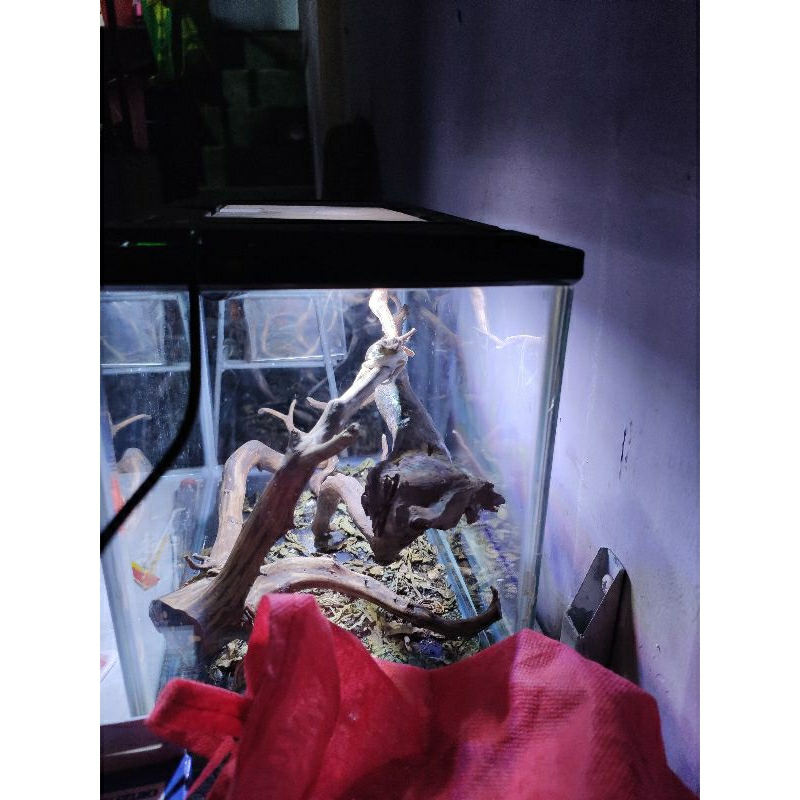 BD BABY DRAGON HYPO HET TRANS