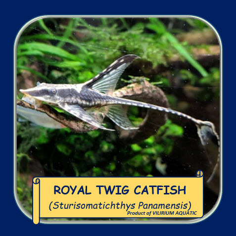 IKAN HIAS AIR TAWAR - STURISOMA PANAMENSE / ROYAL TWIG CATFISH / STURISOMA PANAMENSE PLECO