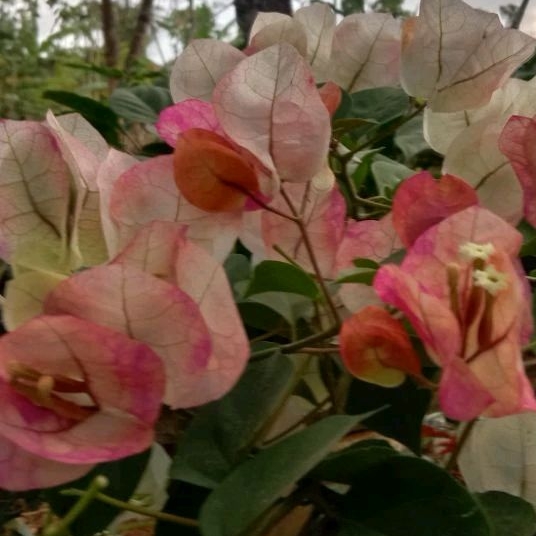 Bugenvil citra india ori