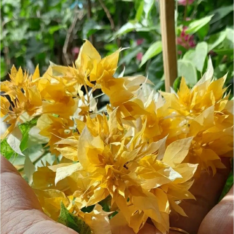 Bunga Hias Bougenville Hawaii Kuning Bunga Kertas