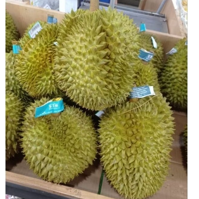 

BUAH DURIAN MONTHONG THAILAND BAOGUOLI SUPER PREMIUM UTUH