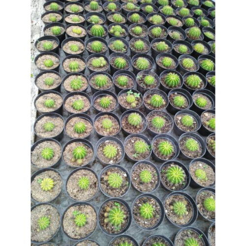 ( 5pcs ) Kaktus Ownroot Tanaman Cactus Hias Meja Kantor Cantik Kaktus Mini Cactus Hijau Hiasan Rumah