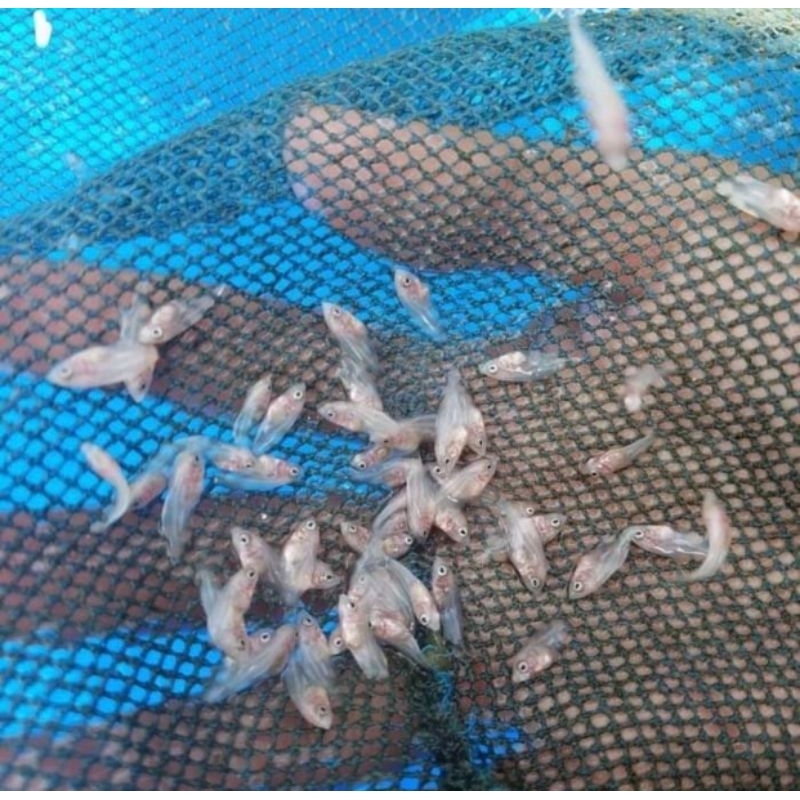 jual bibit nguaci gurpad sehat berkualitas