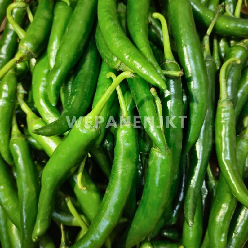 

Cabai Hijau Besar Fresh 1kg