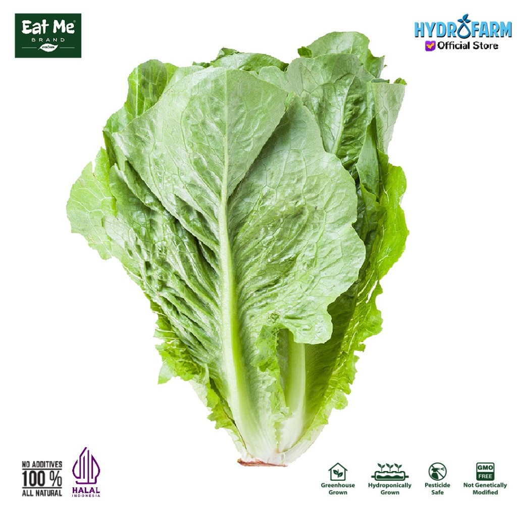 

Eat Me Brand - Selada Romaine Lettuce Hidroponik Kg