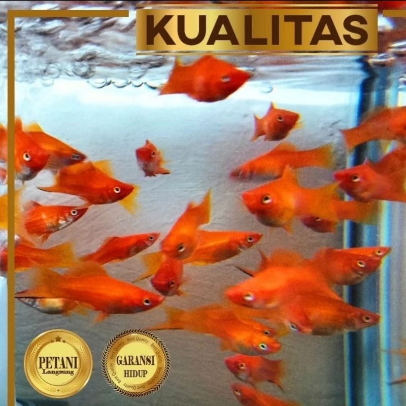 Paket Koloni (isi 10) Platy Pedang Merah Ikan Hias Aquascape Hiasan Aquarium Tanaman Air
