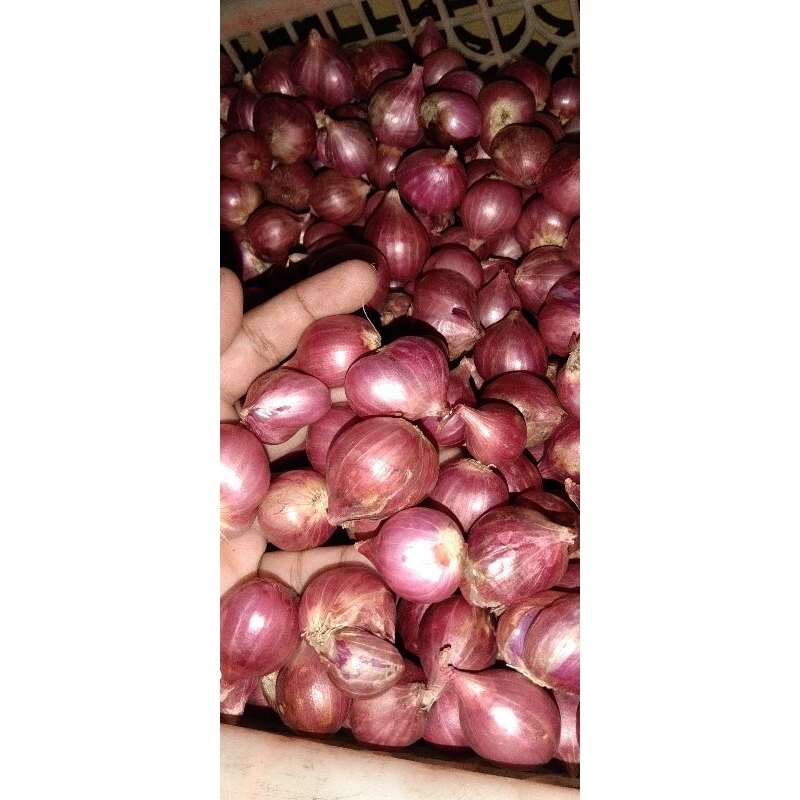 

Ready Bawang Merah Kering Besar 1kg