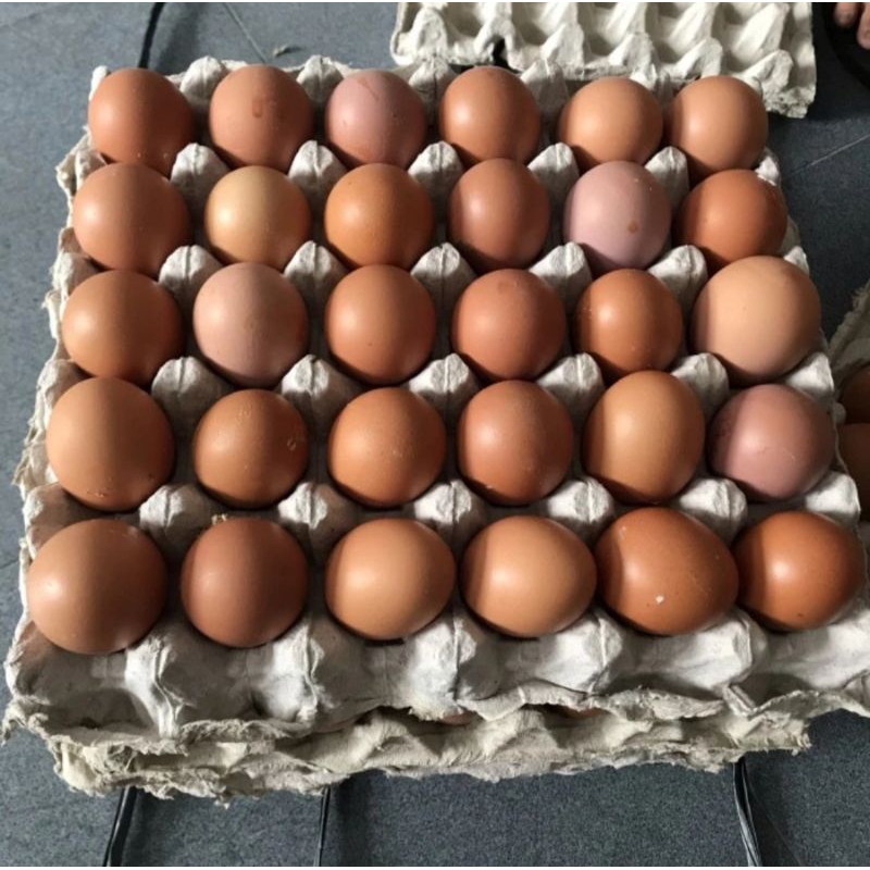 

Telur Ayam Negeri 18 KG ( 30 butir )