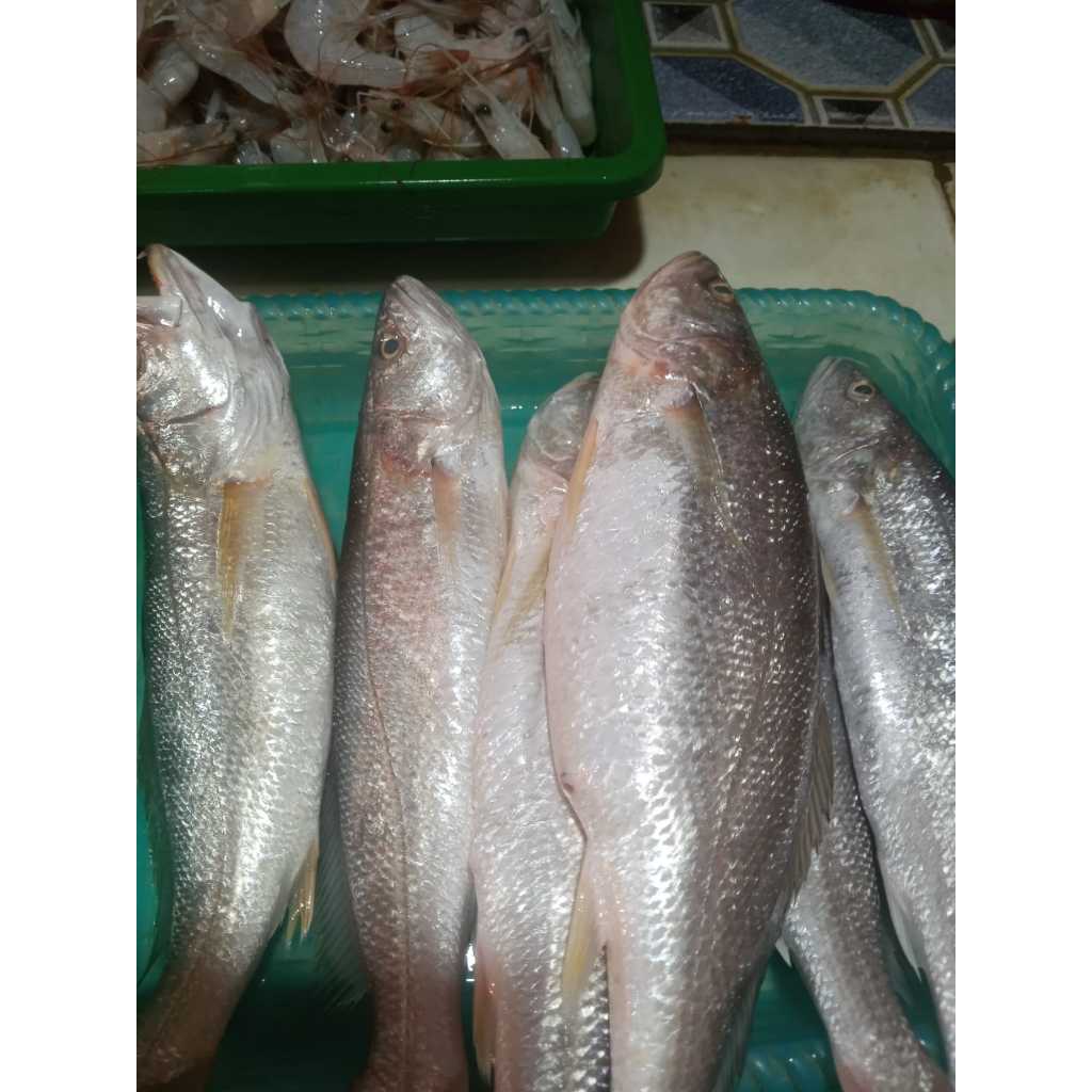 

Ikan Sanggi Segar