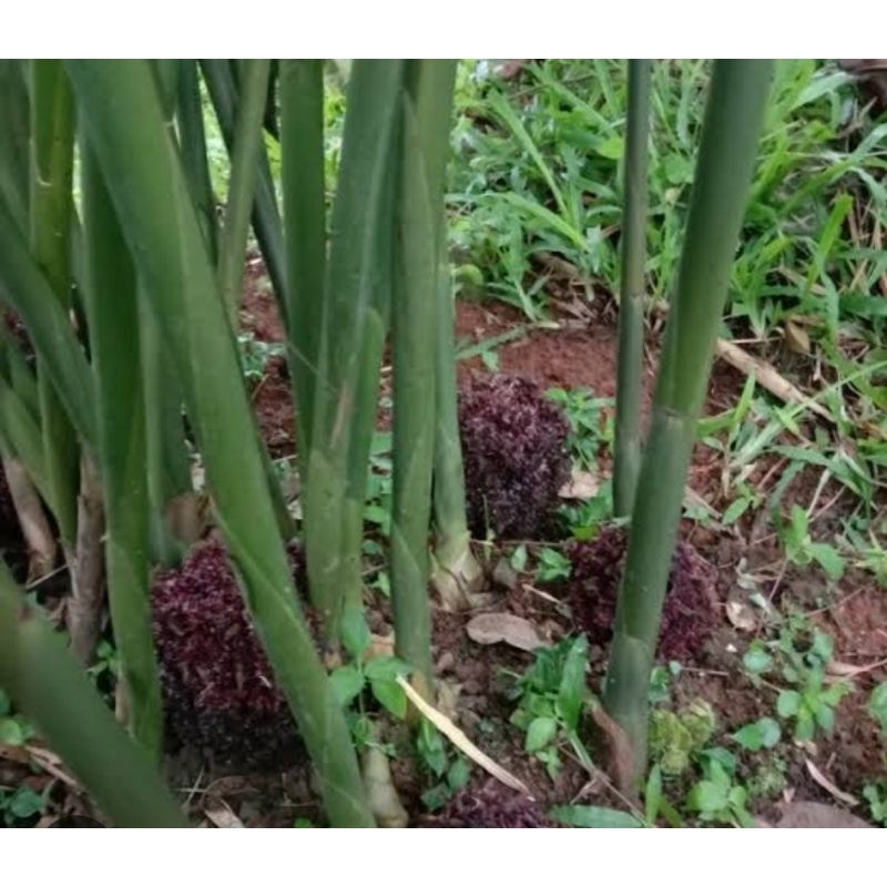 Bibit buah parahulu / bibit buah rambutan tanah isi 4 paket bibit