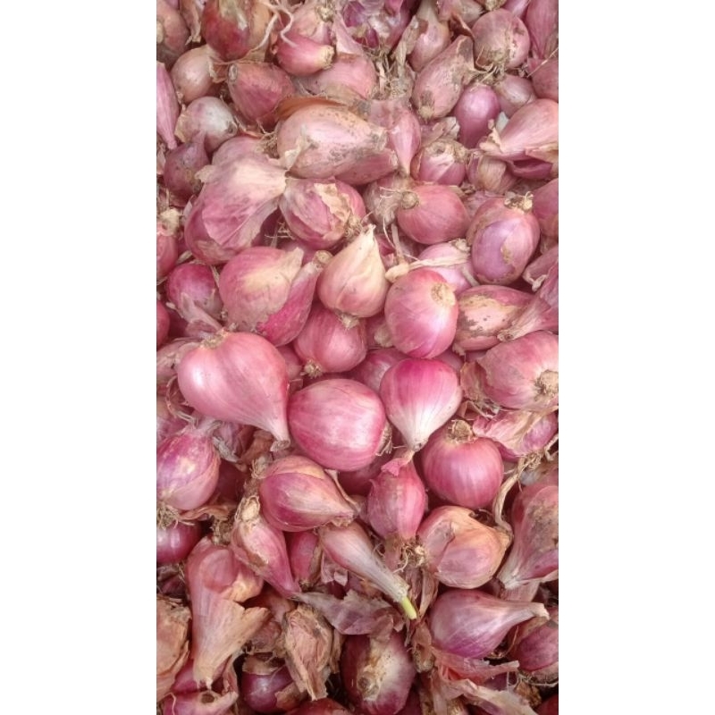 

Bawang Merah Brebes Sedang 1kg