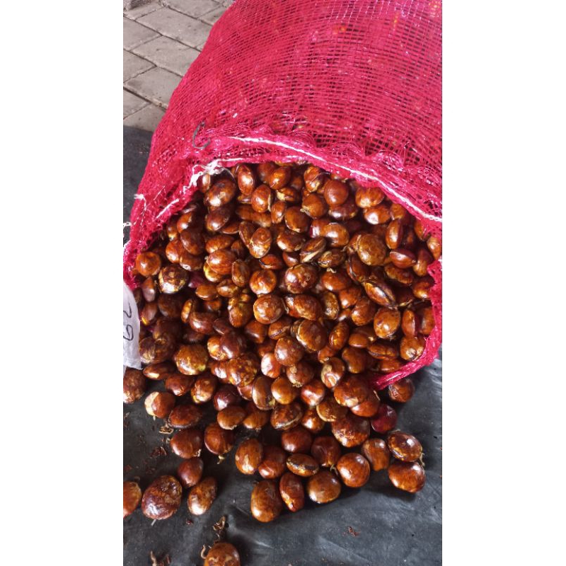 

Jengkol Tua