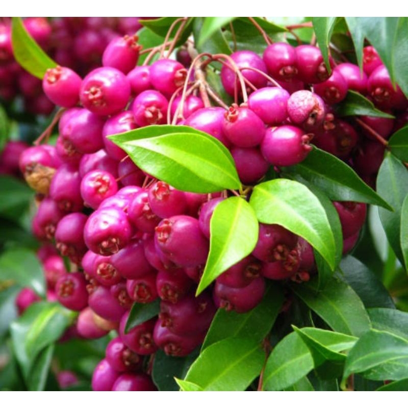 BIBIT JAMBU LILIPILI | JAMBU AIR LILIPILI | JAMBU LILI PILY | LILI PILI