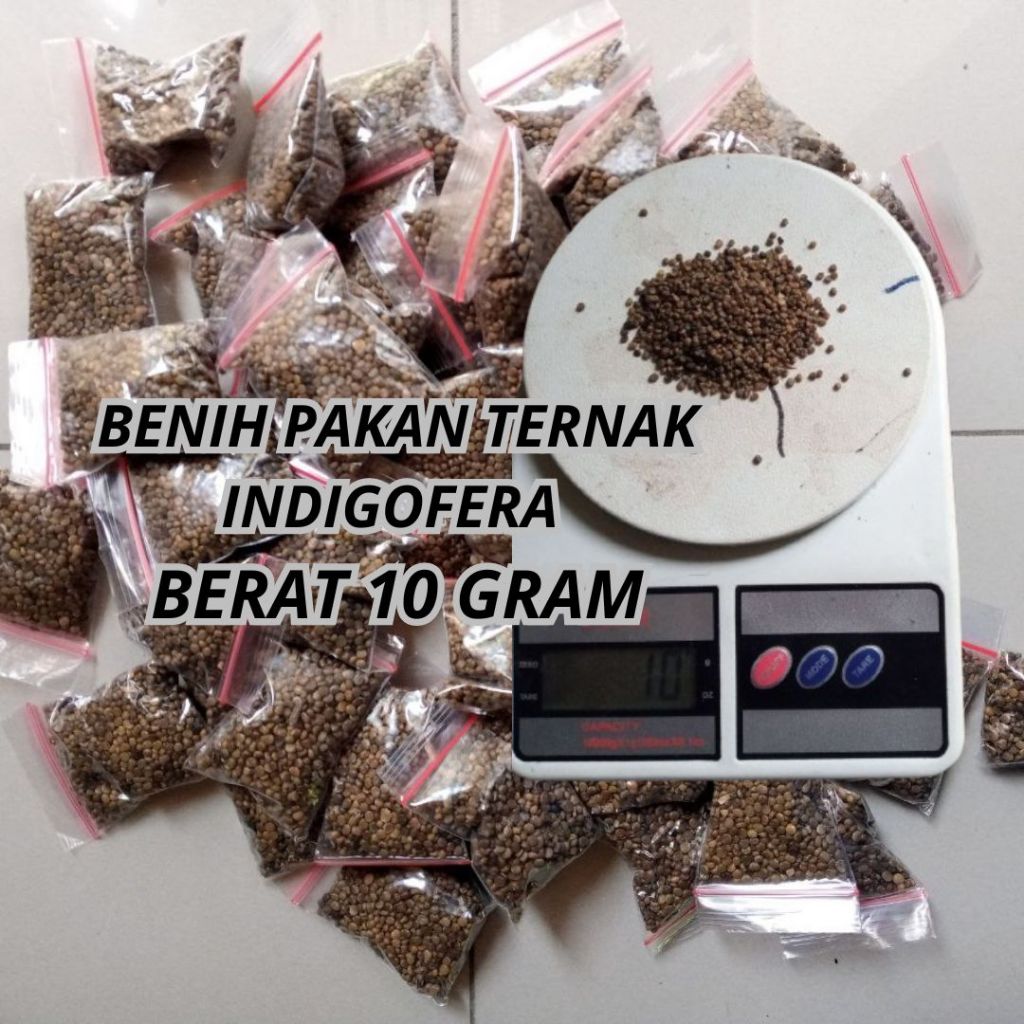 BIBIT INDIGOFERA SUPER,BIBIT INDIGOFERA PAKAN TERNAK