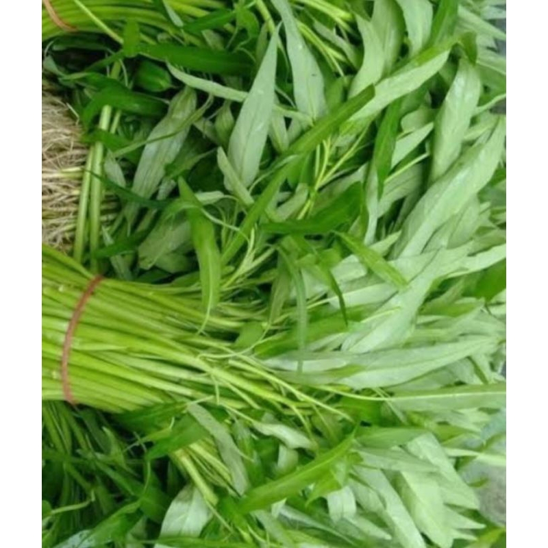 

Kangkung (20 ikat)