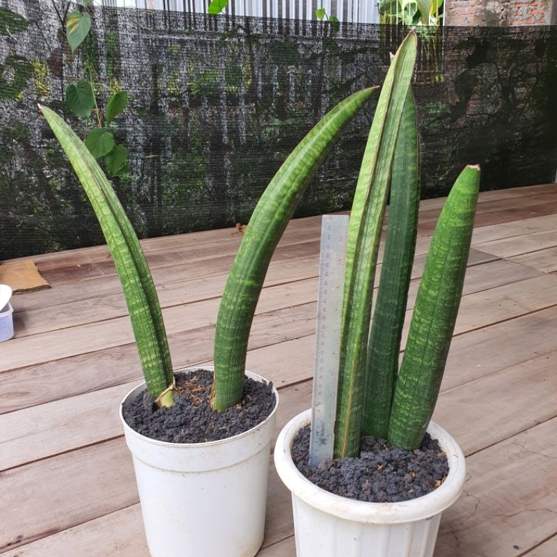 Sansevieria sinus zimbabwe hijau tinggi besar sanse sansi sanseviera stick stik sinus lidah mertua p