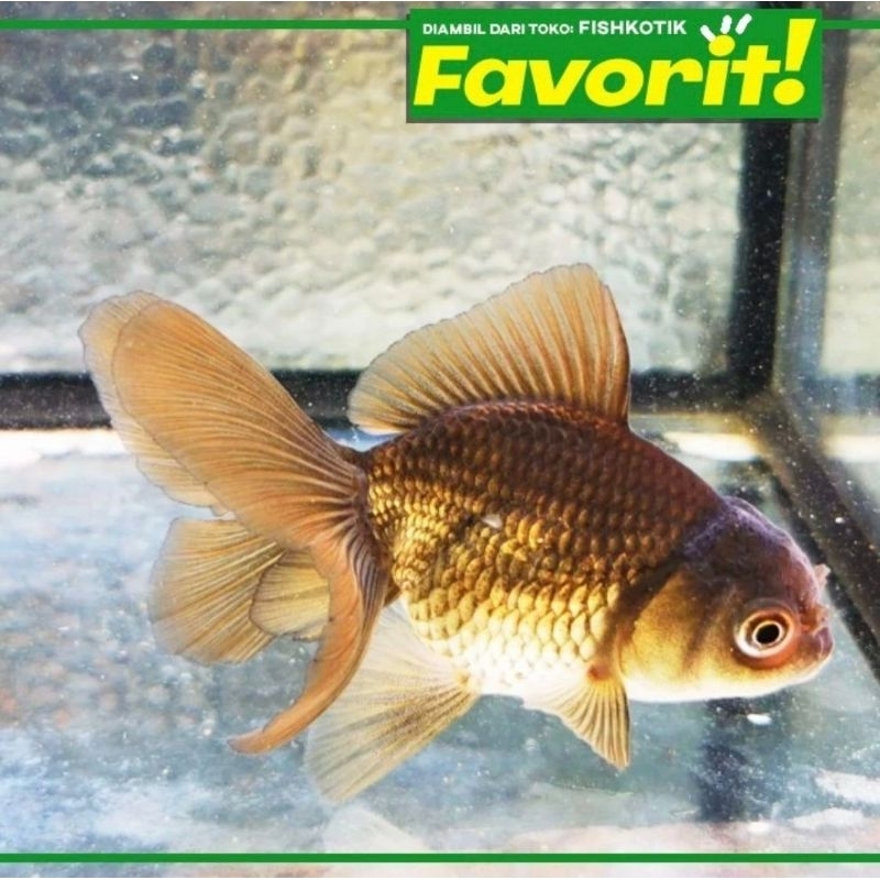 Paket Koloni (isi 10) Koki Black Oranda Hitam Ikan Hias Aquascape Hiasan Aquarium Tanaman Air