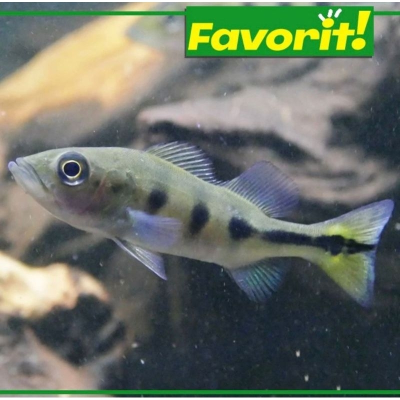 Ikan Hias Predator Baby Peacock Bass Monoculus 6cm+ Hiasan Aquarium