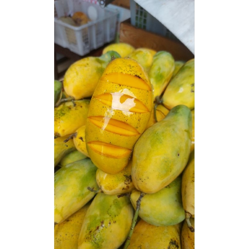 

Mangga Krasak Jepara (Manis)