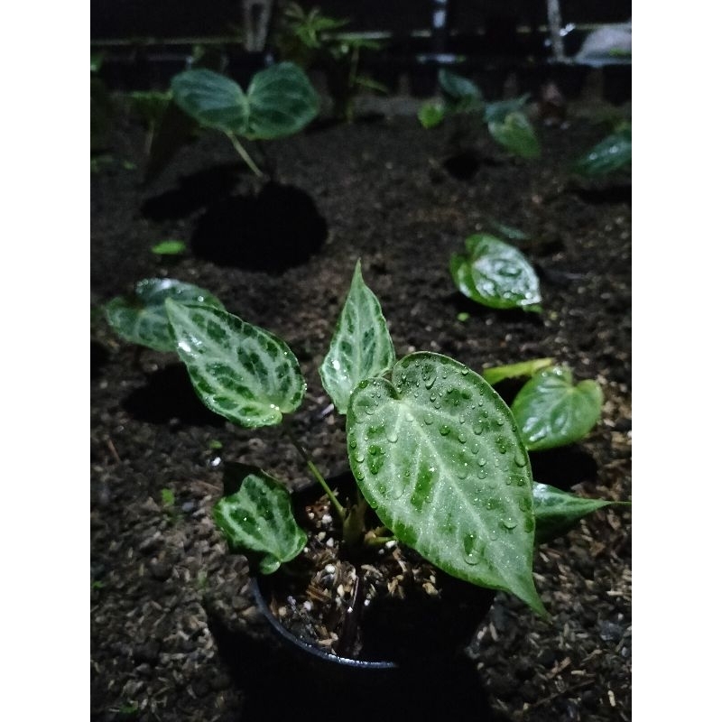 anthurium silver tiger