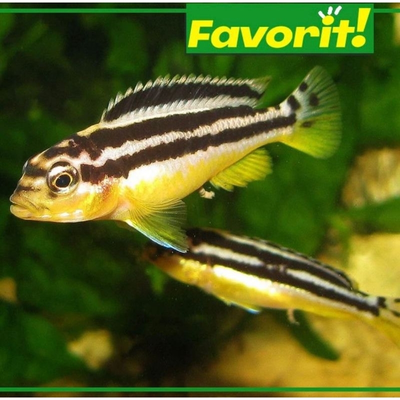 Ikan Hias Cichlid Auratus / Golden Mbuna Hiasan Aquarium Aquascape,