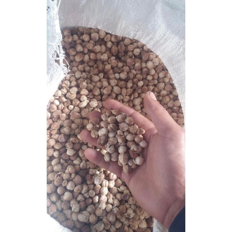 

Kapulaga Putih Premium 1 kg/ Kapol Putih / White Cardamom