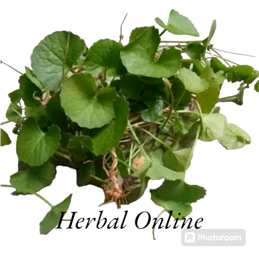 

Daun Pegagan Segar 500 gr - Daun Antatan Fresh herbal