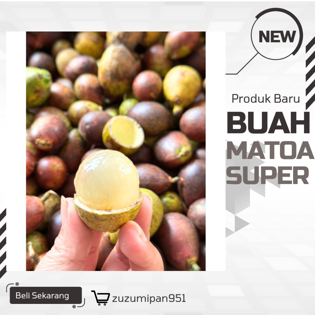 

Matoa Super Fresh - Buah Eksotis Langsung dari Kebun|1KG