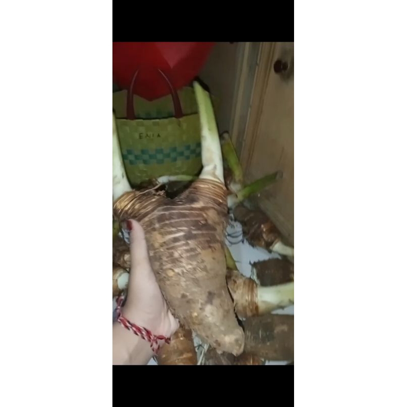

BENTUL / UBI BENTUL