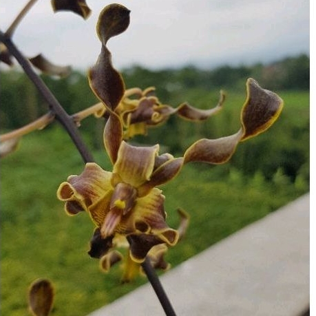 dewasa dendro melintir