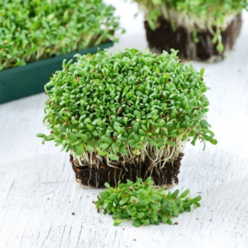 25 Benih Biji Bibit Microgreen alfafa sprout