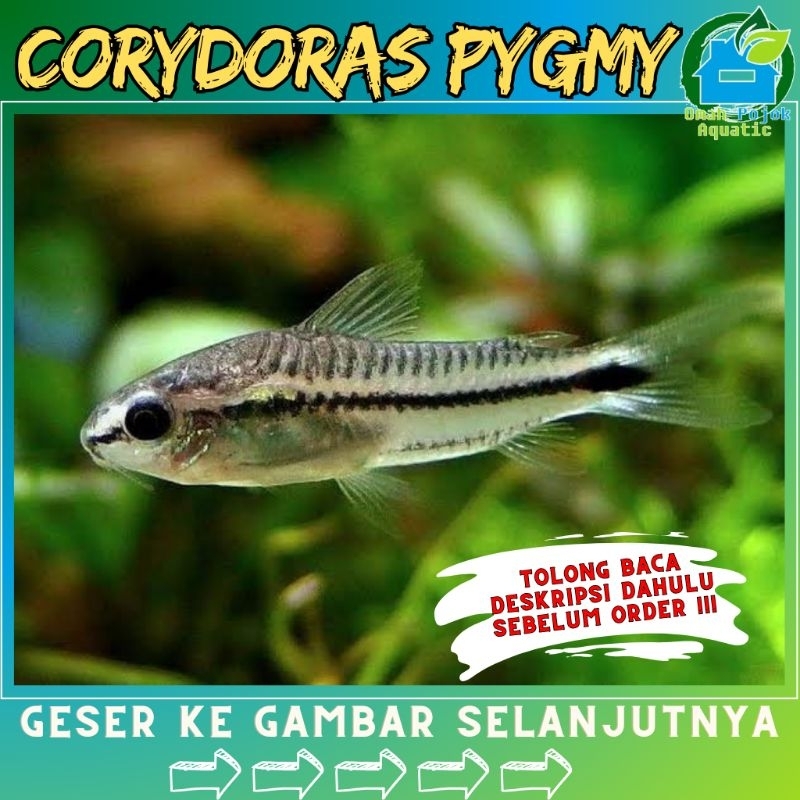 

√ jual coprydoraas pyggmy (jenis kecil)
