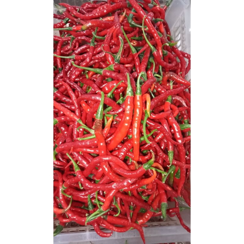 

Cabai Merah Serba Lima Ribu