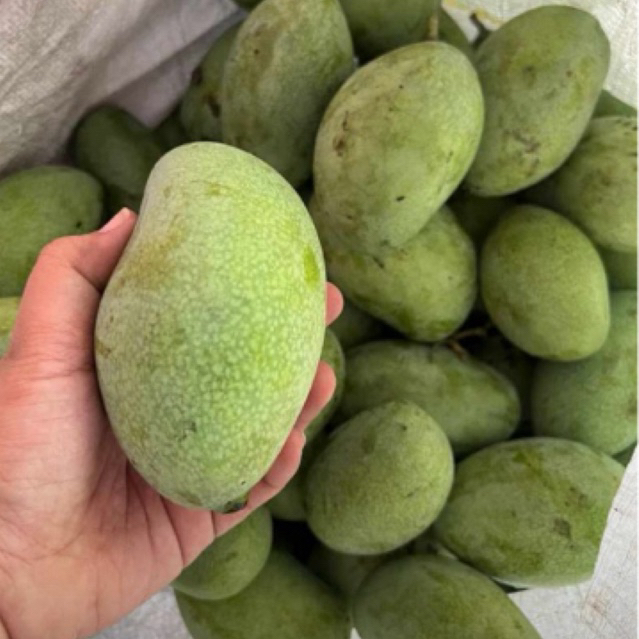 

Ready !! Mangga MUDA 1kg / Mangga PENCIT termurah