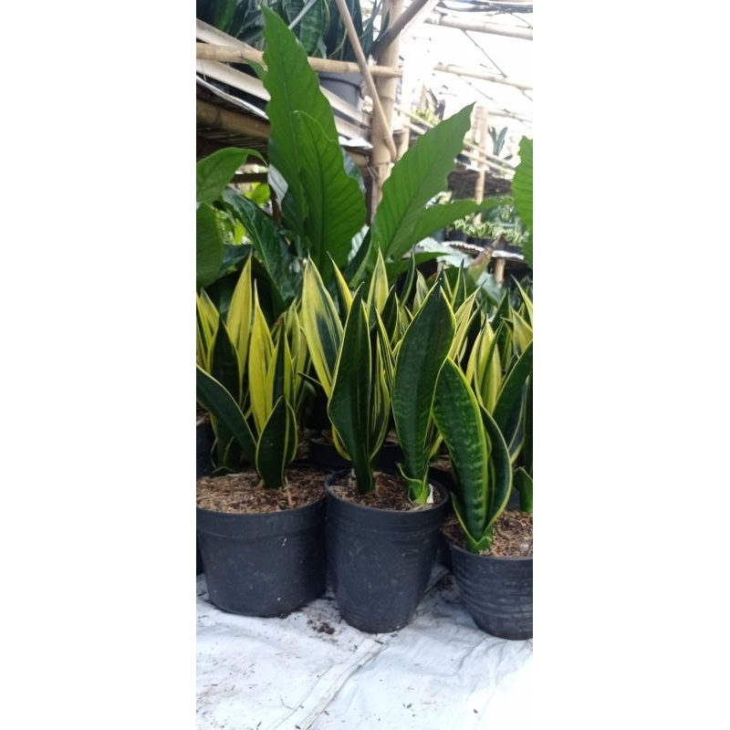 sansevieria gold flame