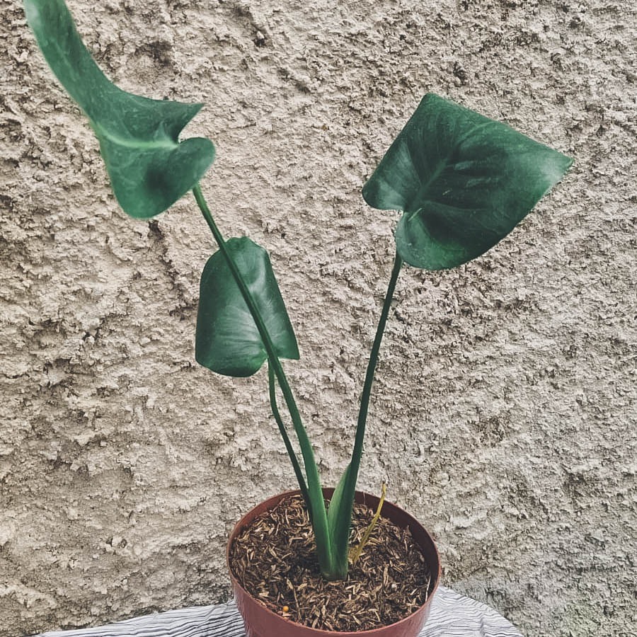 Tanaman hias bunga hias tanaman MONSTERA KING DELI