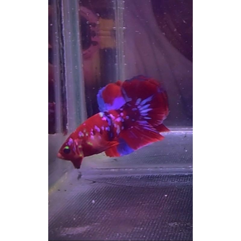 cupang Red Koi Galaxy