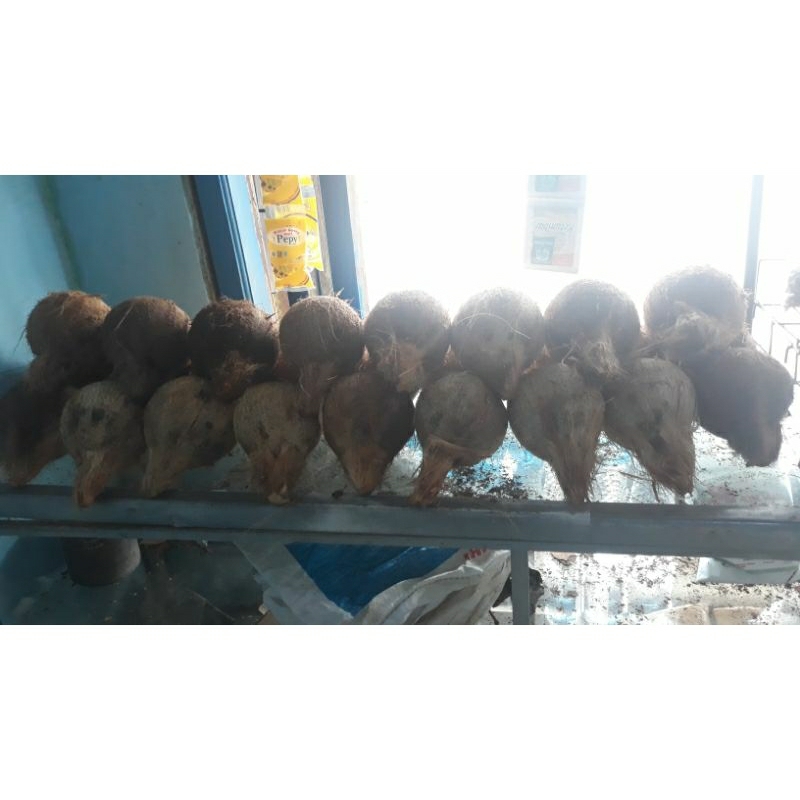 

kelapa tua