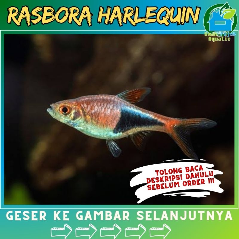 

√ jual rasborra harIequin